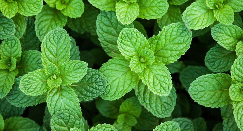 Aromatics Adopts Peppermint through ABC’s Adopt-an-Herb Program